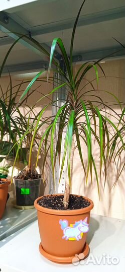 Растения для дома и офиса. Драцена