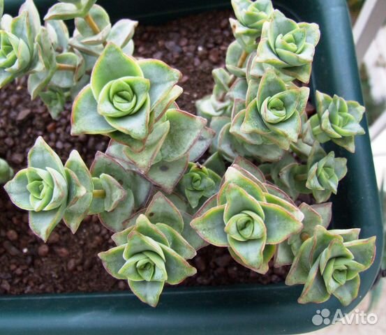 Крассула перфората купить в Тамбове | Товары для дома и дачи | Авито