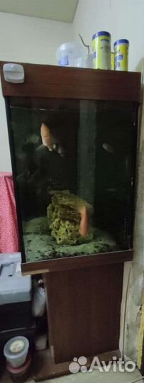 Аквариум на 600 литров с рыбами и содержимым