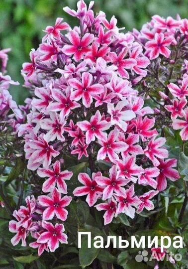 Флоксы многолетние