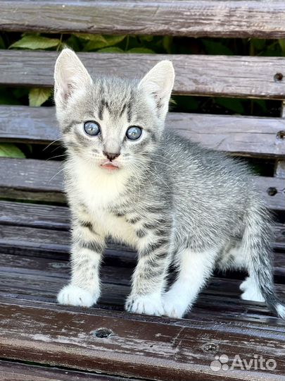 Котенок девочка, 1 мес