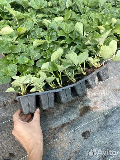 Рассада клубники