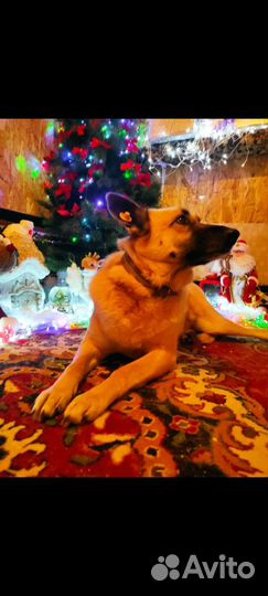 Собака Рыженька ищет дом