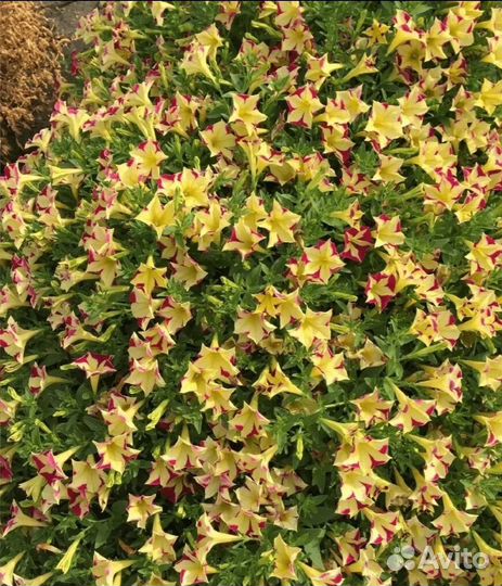Петуния surfinia star yellow черенок