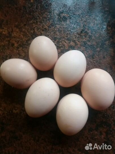 Яицо домашние
