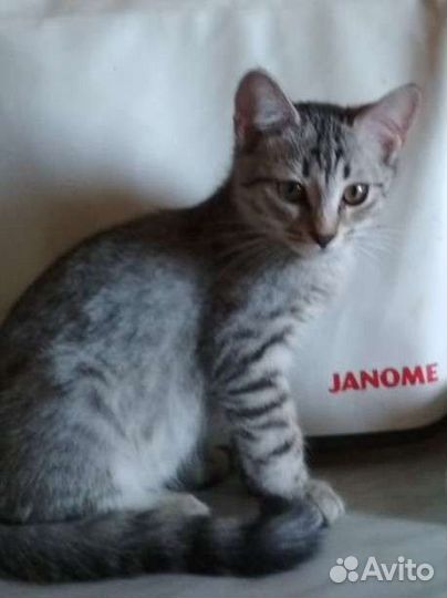 Кошки в добрые руки