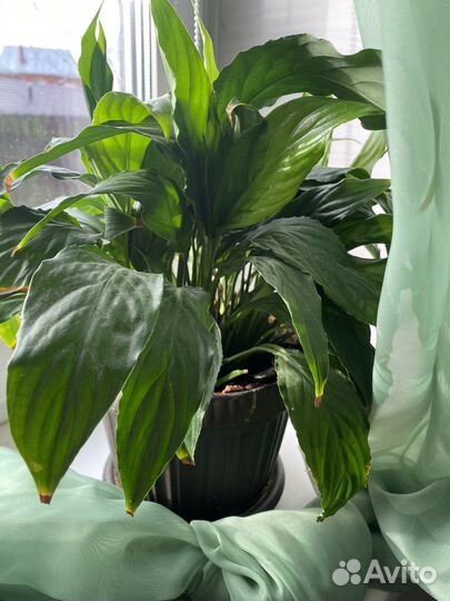 Комнатные цветы