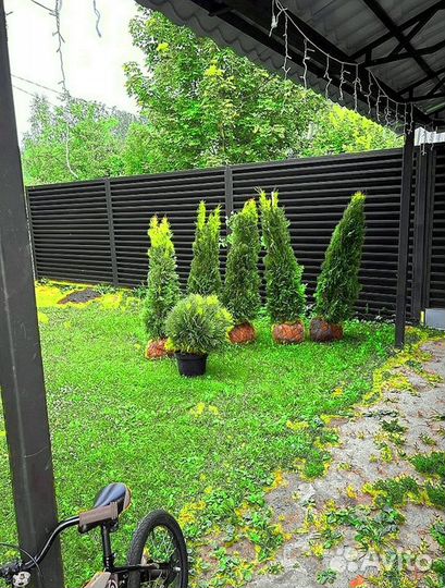 Туи для изгороди