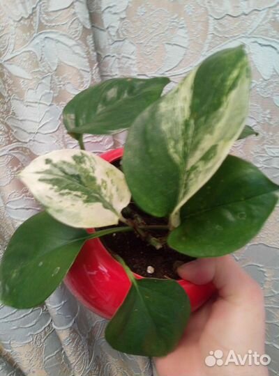 Эпипремнум разные виды