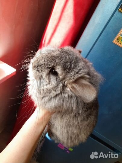 Шиншилла Королевская ангора