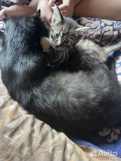 Котенок в добрые руки