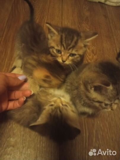 Котята в добрые руки,кушают сами,к лотку приучены