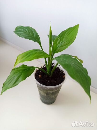 Спатифиллум