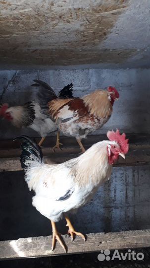 Молодые петушки