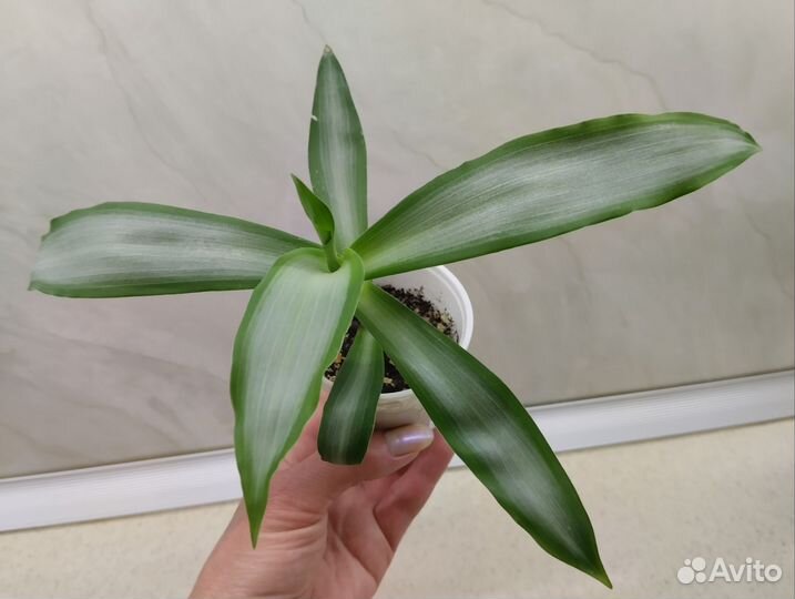 Комнатные растения, суккуленты