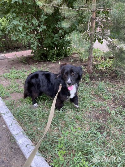 Маленькая собачка