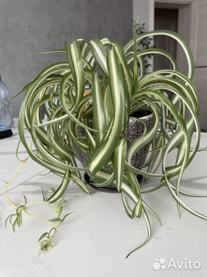 Хлорофиптум