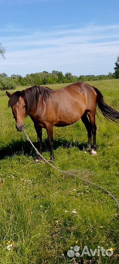 Продам лошадь