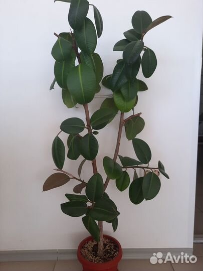Фикус каучуконосный