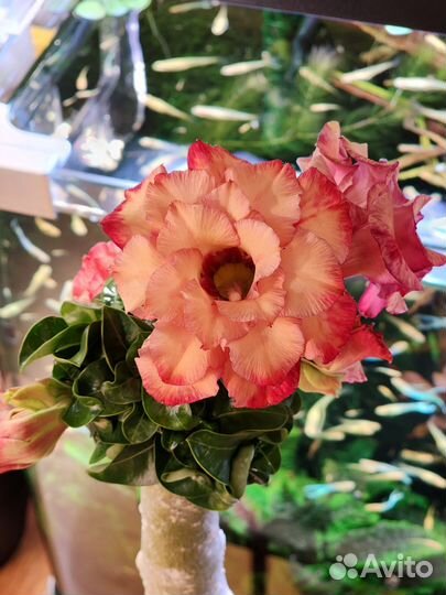 Адениум мини лето