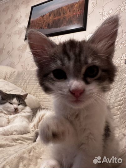 Котенок в добрые руки