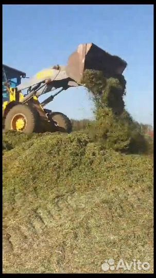 Силос кукурузный