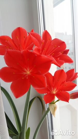 Амариллис