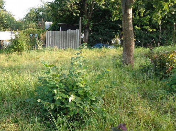 Участок 6 сот. (СНТ, ДНП)