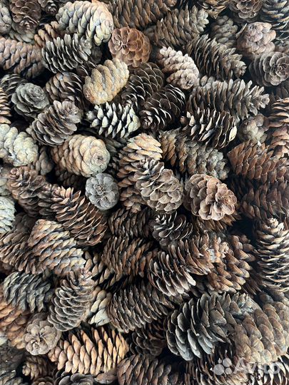 Шишки еловые мини