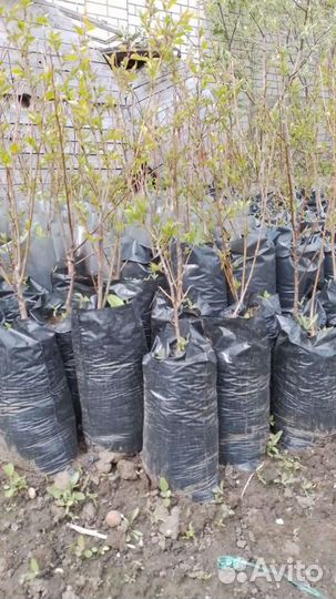 Саженцы Абрикоса районированые морозостойкие