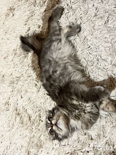 Вислоухий котенок