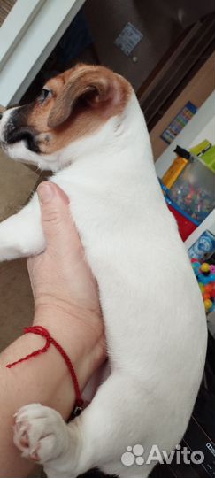 Щенки джек рассел терьер гладкошерстный