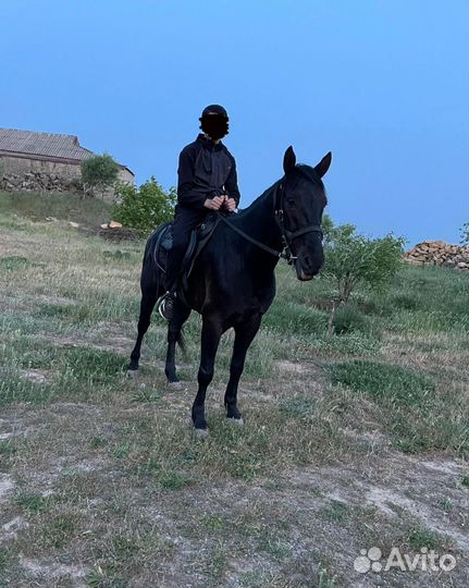 Карачаевский жеребец