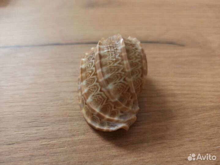 Морская раковина