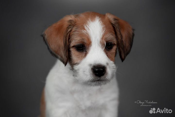 Джек Рассел терьер