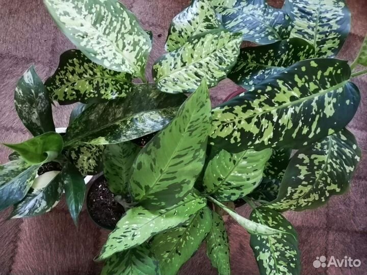 Диффенбахии красивые