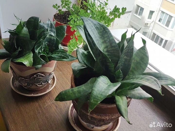 Сансевиерия(карликовая)