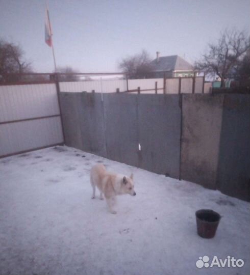 Пёс ищет безопасный приют