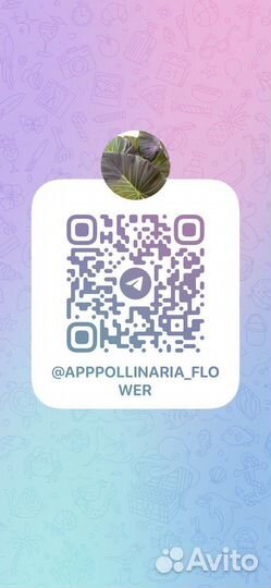 Клубень алоказии мело