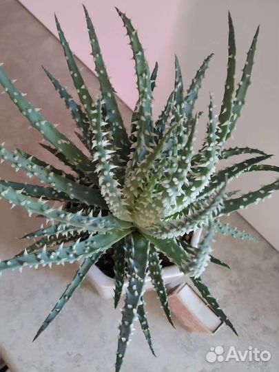 Алоэ Хумилис