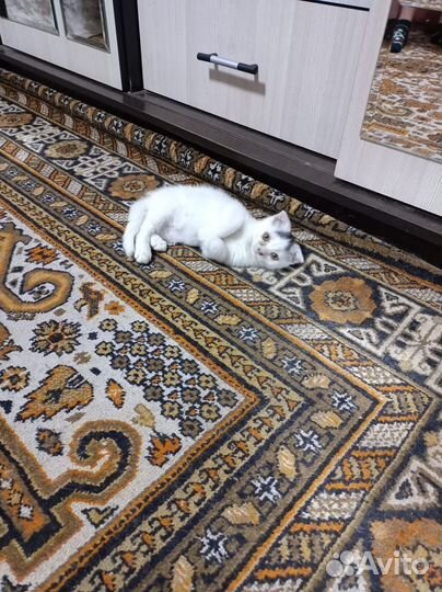 Отдам в добрые руки