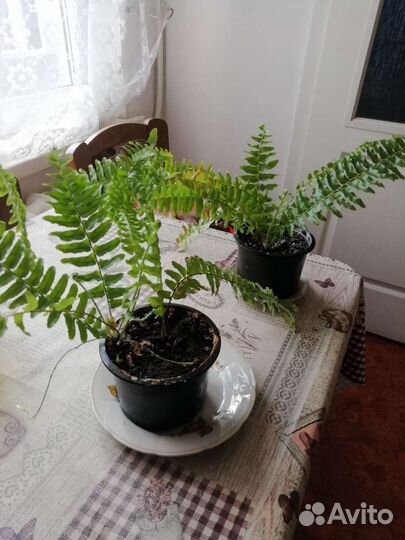 Папоротник