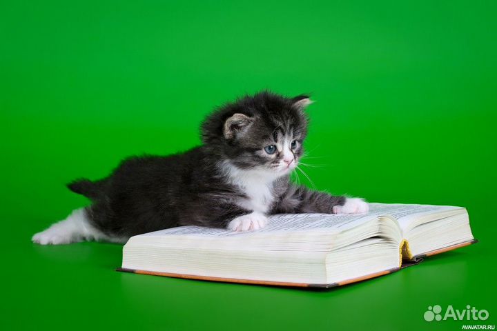 Репетитор по русскому языку