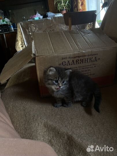 Котята в добрые руки