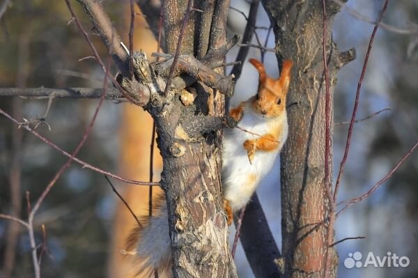 Санатории в Омской области