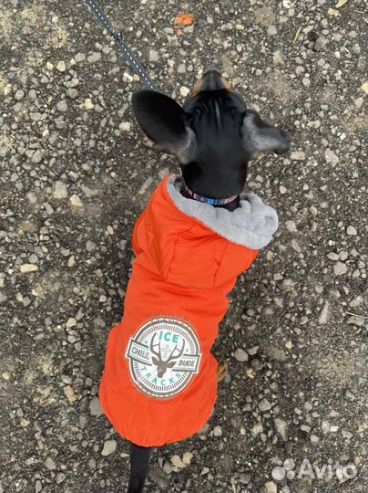 Комбинезон с капюшоном для собак М