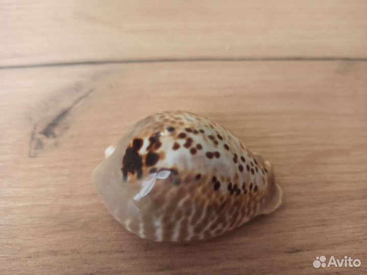 Морская раковина