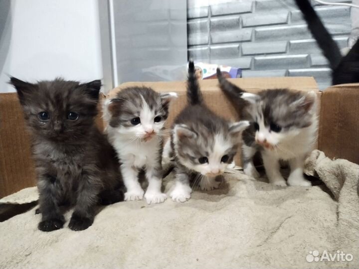 Котята в добрые руки