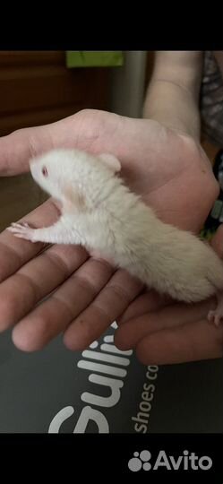 Крысята породистые