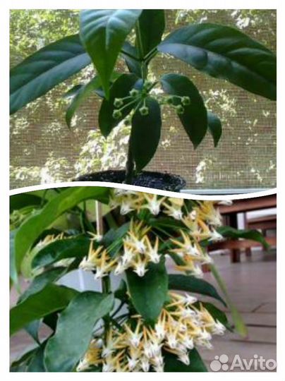 Хойя мультифлора,финлайсони,лакуноза,белла др